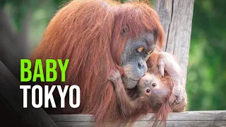 Baby Tokyo, Born Amidst Dramatic Circumstances A Year Ago, Now Thrives And Gains Her Independence