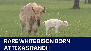 Rare white bison born at central Texas ranch | FOX 7 Austin