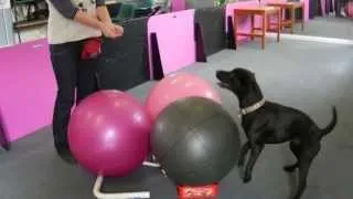 Harry Lab x Patterdale at  Treibball training - Dog training in Gosport