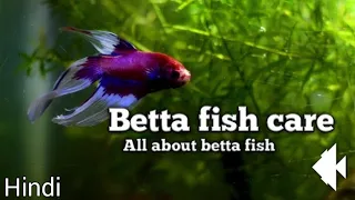 Betta fish care
