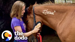 Horse Found On Craigslist Recognizes His First Mom After 2 Years | The Dodo Faith = Restored
