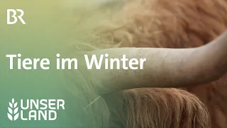 Tiere im Winter | Unser Land | BR Fernsehen