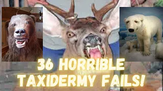 Hilarious Bad taxidermy mounts