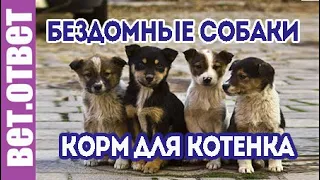 Перевозка собак, как помочь бездомной собаке. Какой корм выбрать для котенка.