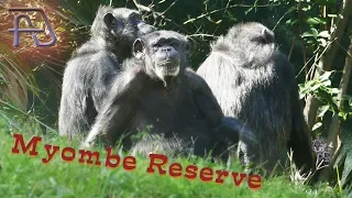 BUSCH GARDENS Tampa Bay - Chimps and Gorillas at Myombe Reserve