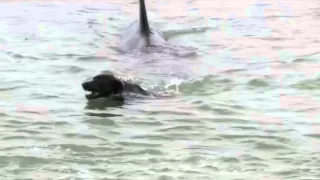 Orca encounter with diver and dog (Orcas at Matheson Bay, New Zealand)