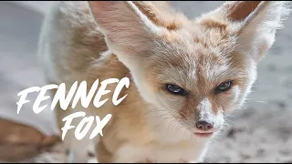 Fennec Fox