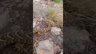 Huge Puff Adder Strikes Out Violently