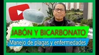 Cómo hacer un fungicida casero con bicarbonato y jabón Sorprendente!