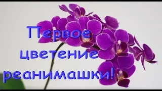 Бывшая ОРХИДЕЯ-РЕАНИМАШКА:первое ЦВЕТЕНИЕ.Мама,с днем рождения! :)