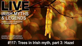 Live Irish Myths episode #117: Trees in Irish mythology and folklore, part 3: Hazel/Coll