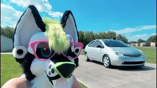 Furry husky driving his Priuwu a short drive