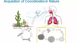 Dimorphic Fungi: Coccidioidomycosis [Hot Topic]