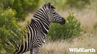 WildEarth - Sunset Safari -  29 February 2024