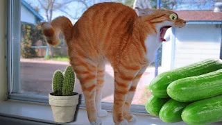 Funny Cat Videos 😂 Try Not to Laugh or Grin Impossible 🐈 Funny Animal Clips