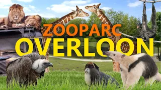 ZooParc Overloon - Ein echter Geimtipp! | Zoo-Eindruck