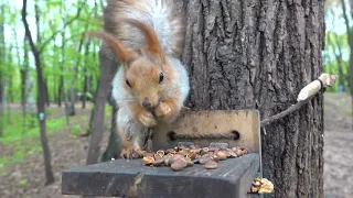 Немного о Белке - строителе / A little bit about Construction Squirrel