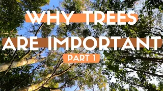 Why are Trees Important to Us