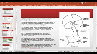 Слуховой и вестибулярный анализаторы