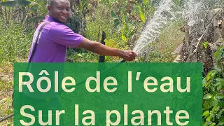 Top 10 rôles de l’eau sur la plante agricole