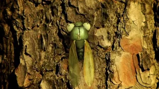 Minuscule S01E44 Cicada do brazil