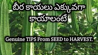 164.కుండీలలో బీరపాదు ఎలా పెంచాలి- beerakaya plant growing in Telugu- How to grow ridge gourd in pot.