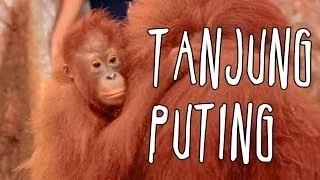 [INDONESIA TRAVEL SERIES] Jalan2Men 2014 - Tanjung Puting - Episode 1