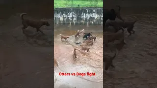 Otters vs Dogs fight #shorts #singapore #otter #dogs #fight #viralvideo #youtubeshorts