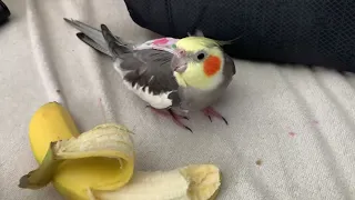 Sweets the cockatiel and a banana 🍌