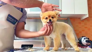 Puppy Pomeranian Grooming Teddy Bear Style | Pet Grooming TV
