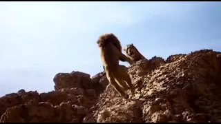 Король лев 🦁 Шрам убивает Муфасу