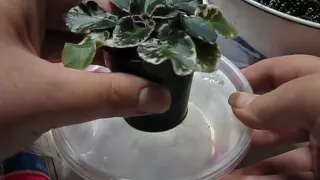 Wick Watering African Violets