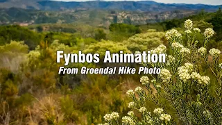 Fynbos Animation from Groendal Hike Photo