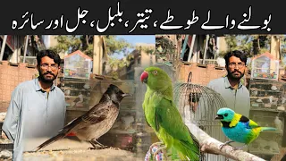 College Road Birds Market Rawalpindi | Teetar,Parrot, Finches, Pigeons, Jal, hens  , Batair Prices