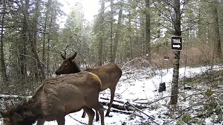 Elk Close Up in North Idaho!
