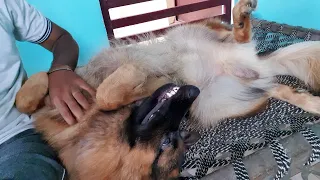 GSD puppy loves tickles & belly rub | 11.5 Months Old | Dollar The German shepherd