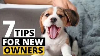 7 Important Tips for First Time Beagle Owners