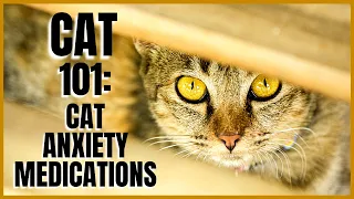 Cat 101: Cat Anxiety Medications