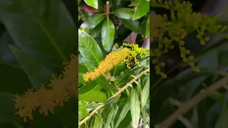 Flowers #shorts #nature #flowers #reels #japan #anime #video #viral #travel #thisisjapan #autumn