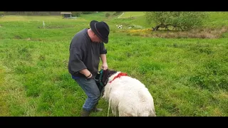 Deckzeit bei den Dorperschafen im Westerwald.