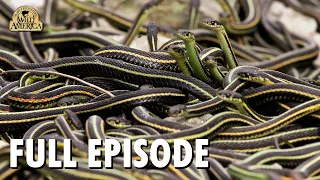 Wild America | S4 E6 'Remarkable Reptiles' | Full Episode | FANGS