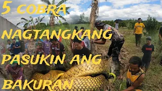 MGA COBRA SA HACIENDA HULI KAY#cobraking #cobraprince #tolcobra