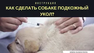 Подкожный укол, как делать? Как сделать собаке подкожный укол? Инструкция