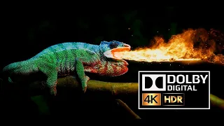 Dolby Atmos Test video Chameleon 4k ULTRA HD HDR 10BIT [ HD ]