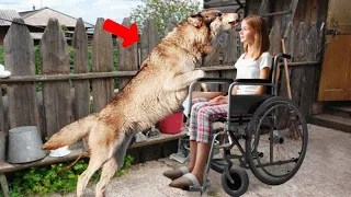 Mom Can't Stop Screaming When She Realizes What The Wild Wolf Did To Her Disabled Daughter!