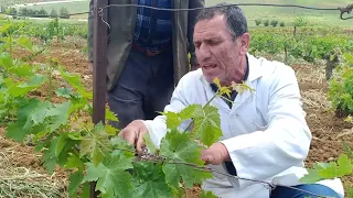 التقليم الخضري للكروم (الدالية)ébourgeonnage de la vigne