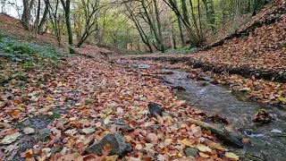 Fall asleep quickly to the sounds of a stream in the forest - Outdoor recreation. Sound of a stream.