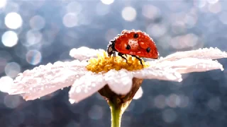 Солнечное утро. Музыка Сергея Чекалина. Sunny morning.  Music by Sergei Chekalin.