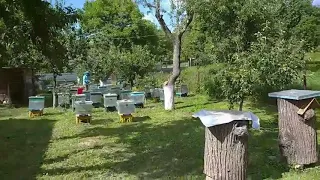 Дуплянки для бджіл.