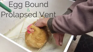 What we did to help our chicken that was egg bound with a prolapsed vent | Backyard Chickens